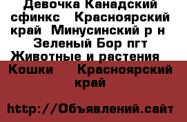 Девочка Канадский сфинкс - Красноярский край, Минусинский р-н, Зеленый Бор пгт Животные и растения » Кошки   . Красноярский край